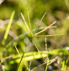 Ears of grass on a park