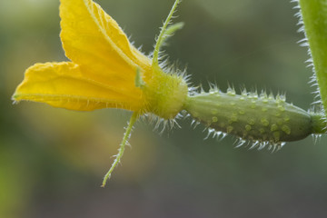 Growing small green cucumber
