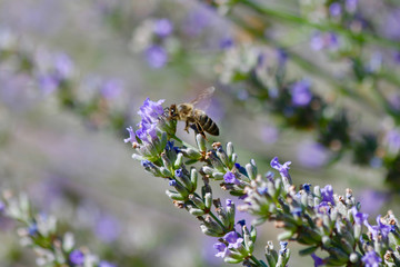 Biene auf Lavendel