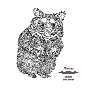 Hand drawn hamster. Black ink sketch animal on white background. Vector illustration engraving style.