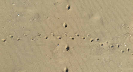 fox footprint in sand