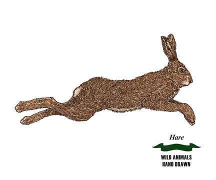 Forest animal hare or rabbit. Hand drawn colored sketch on white background. Vector illustration vintage.