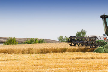 Fototapeta premium Combine harvester removes wheat