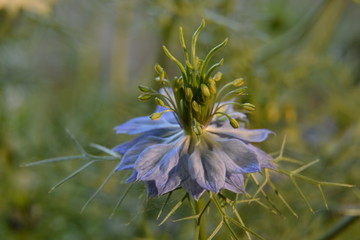 fiordaliso azzurro