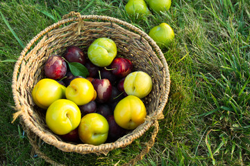 Harvest of plums and cherry plums lie in a basket on the grass