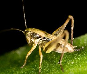 Grasshopper on a green leaf in the open air