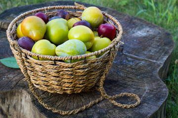 Fresh stone fruits cherries peaches plums on wooden table