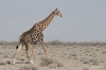 Giraffe Eosha