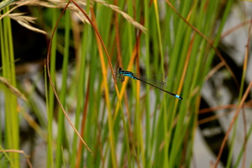 Blaue Libelle