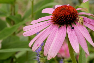 Echinacea und Wanze