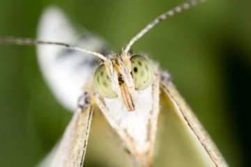 Portrait of a butterfly on nature.