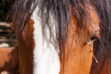 criniera del cavallo