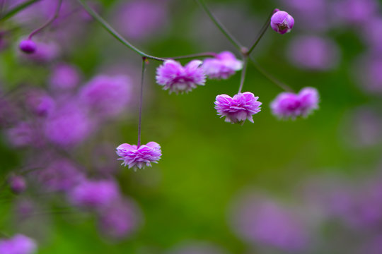 Thalictrum delavayi 'Hewitt's double' flowers. Pink flowers of Chinese meadow rue, an ornamental perennial in the family Ranunculaceae