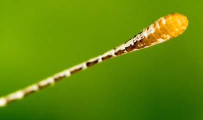 Mustache on the head of a butterfly on nature
