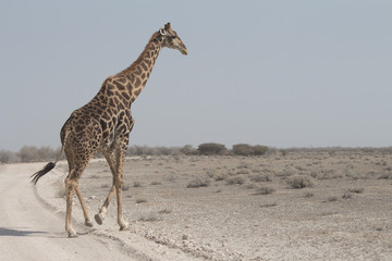 Obraz na płótnie Canvas Giraffe crossing the road Etosha.