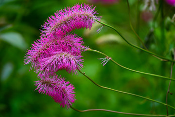Japanese burnet (Sanguisorba obtusa) in flower. Terminal spikes of small fluffy pink flowers with conspicuous stamens on plant in the family Rosaceae