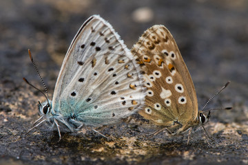Fototapeta na wymiar Chalk hill blue (Polyommatus coridon) butterflies mating. Pair of insects in the family Lycaenidae in cop, with brown female on right