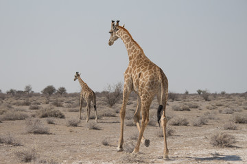Adult and baby Giraffe Etosha.