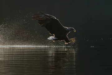 White Tailed Eagle Hunting.