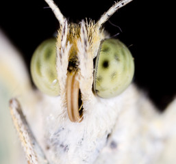 Portrait of a butterfly on nature.
