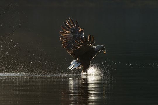 White Tailed Eagle Hunting.