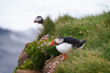 Atlantic Puffin in Latrabjarg cliffs, Iceland.