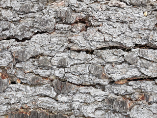 Baumrinde eines gefällten Baumstamms als Hintergrund