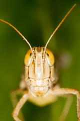 A portrait of a grasshopper in nature.
