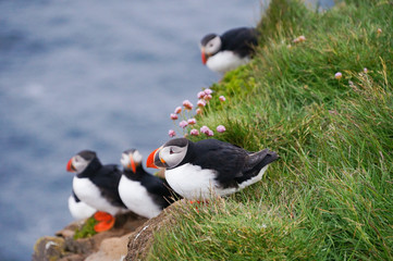 Atlantic Puffin in Latrabjarg cliffs, Iceland.