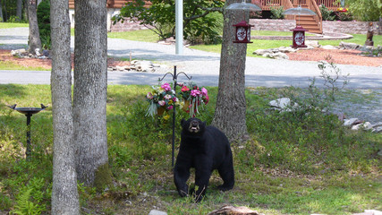 Hungry black bear smelling flowers looking for food in Hawley the Poconos Pennsylvania