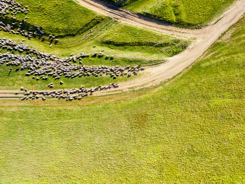 Aerial Drone View Of Sheep Herd Feeding On Grass