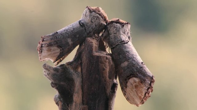 Pair of buff-tip moths (Phalera bucephala) on stick. Supremely camouflaged British moths in the family Notodontidae on branch, female on right