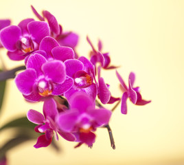 Fototapeta na wymiar orchid isolated on yellow background,