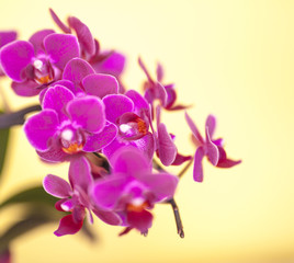 orchid isolated on yellow background,