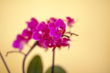 orchid isolated on yellow background,