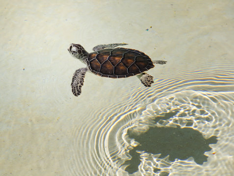 kleines Wasserschildkrötenbaby