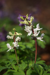 White corydalis cava individuals in forest at early spring. Selective focus.