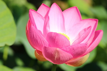 蓮の花
