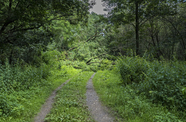 Fototapeta na wymiar versperrter Radweg im Wald