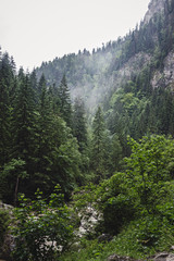 Mountain scenery, cliffs and pine forest at the Bicaz gorge in Carpathians, Romania, wild nature landscape