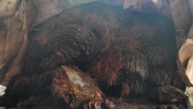 View of agave pineapples being prepared to make mezcal in Oaxaca, Mexico