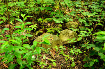 Omszałe kamienie w lesie