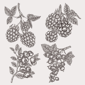 Hand drawn sketch berries. Set with blackberry, raspberry, currant and blueberry branch. Vector illustration vintage