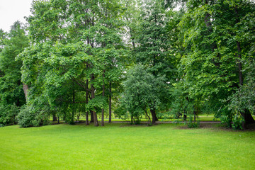 Fototapeta na wymiar Green Park with trees and fresh grass. Nature background summer. The freshness and purity of the forest.