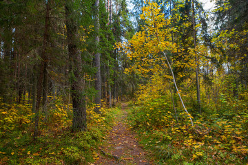 Path through the autumn park. Fall time.