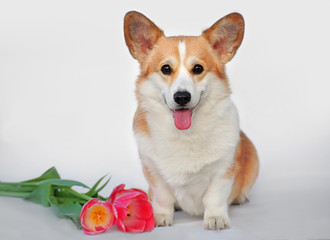 Welsh corgi pembroke