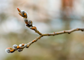 Ветка с почками