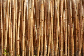 Bamboo fence