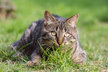Naklejka na ściany i meble Little cat hiding behing grass, Italy