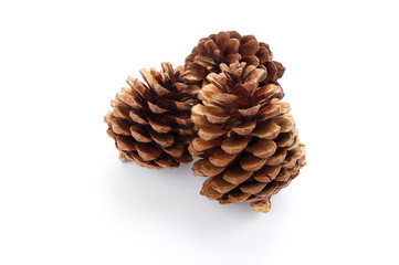  Dried pine cones on white